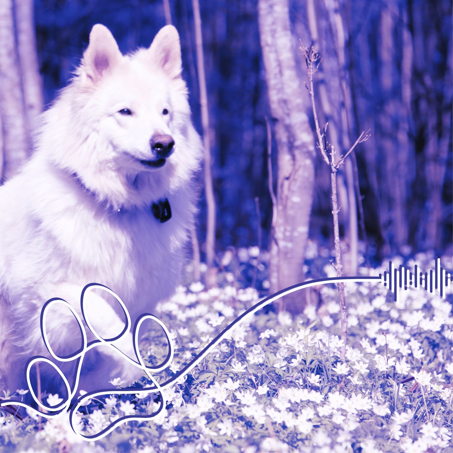 sixth-sense-1500px Sixth Sense cover photo